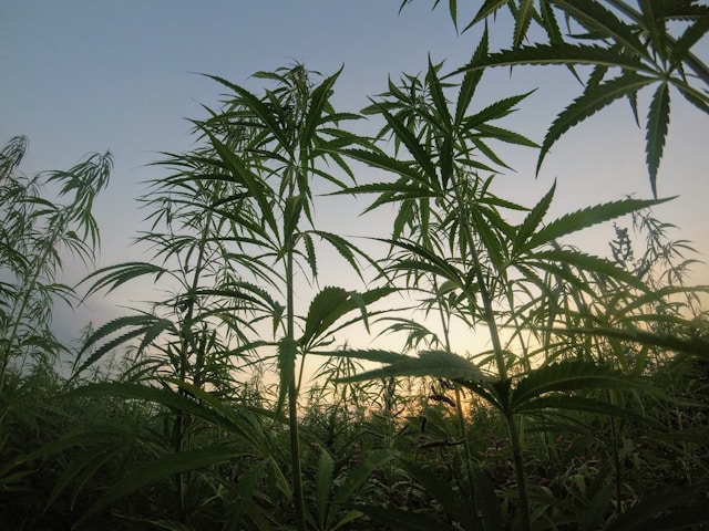 CBD produkter